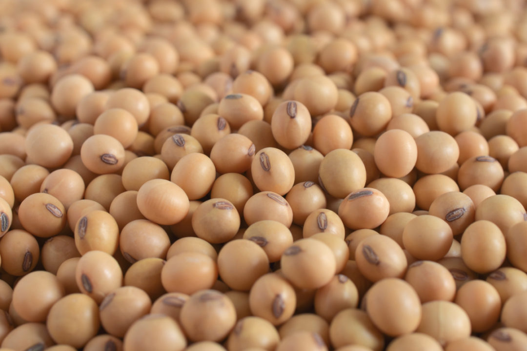 Premium quality Soybean Seeds available for sale IAMKISAN.COM