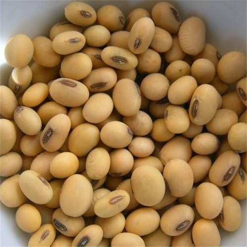 Premium quality Soybean Seeds available for sale IAMKISAN.COM