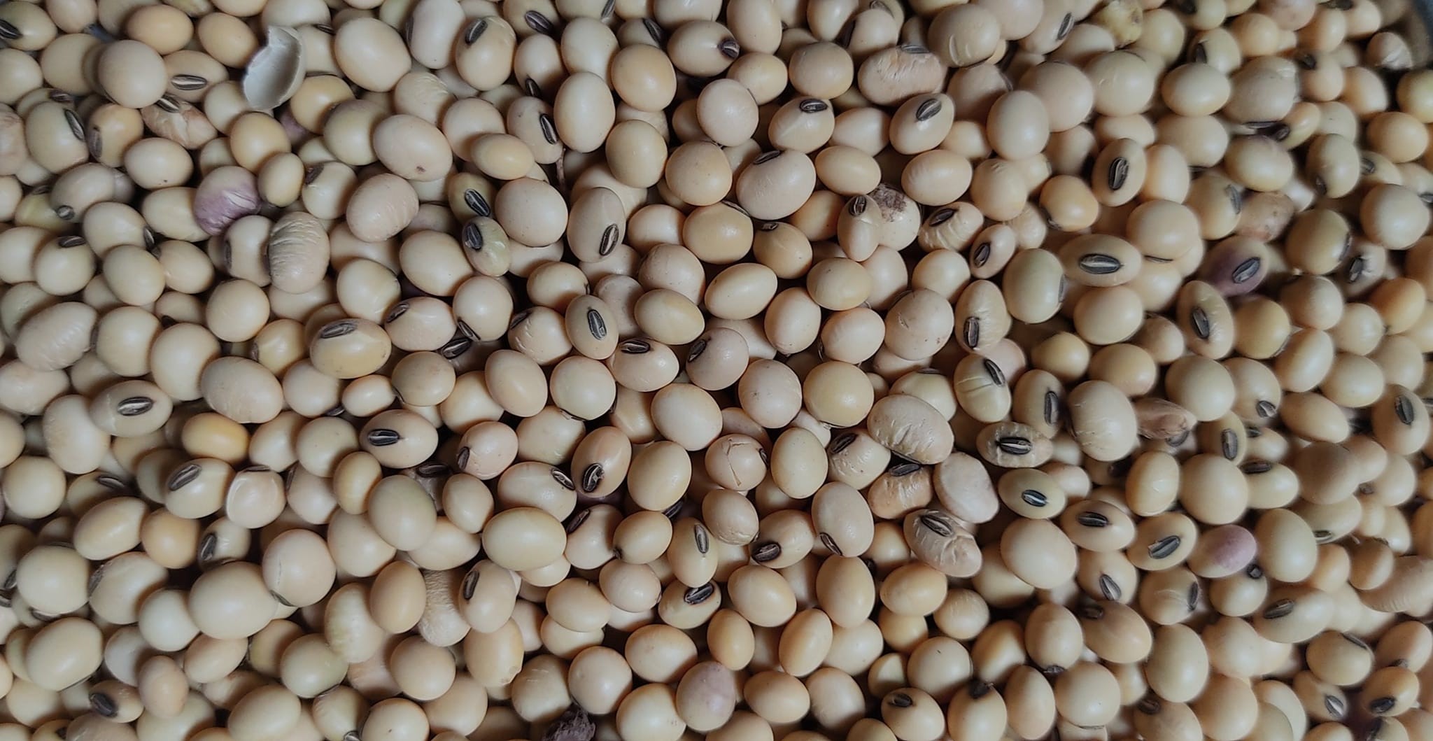 Premium quality Soybean Seeds available for sale